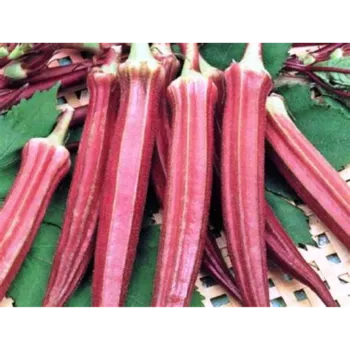 Lady Finger (12)-5828032-69316.webp